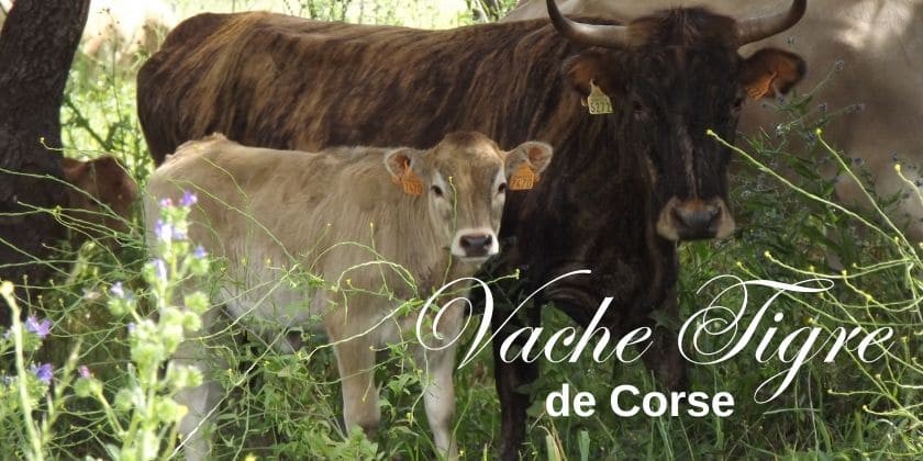 Da scopre... Vache tigre de Corse