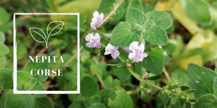 Da scopre... La Nepita plante endémique de Corse