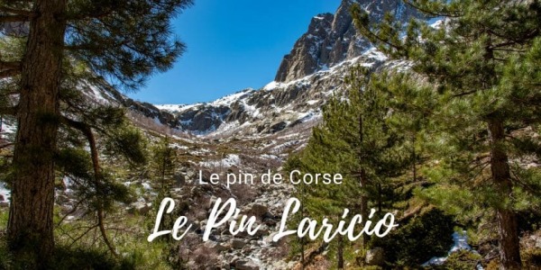 Le saviez-vous... Le Pin Laricio de Corse