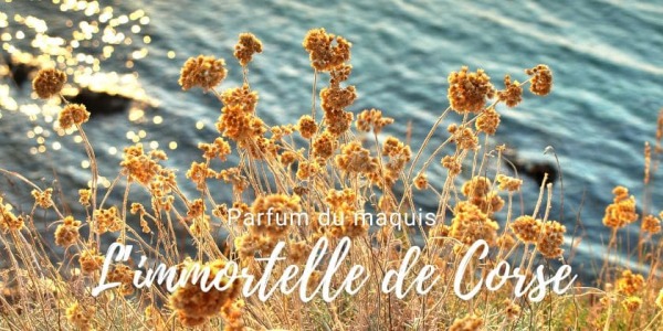 Le saviez-vous... L'immortelle de Corse
