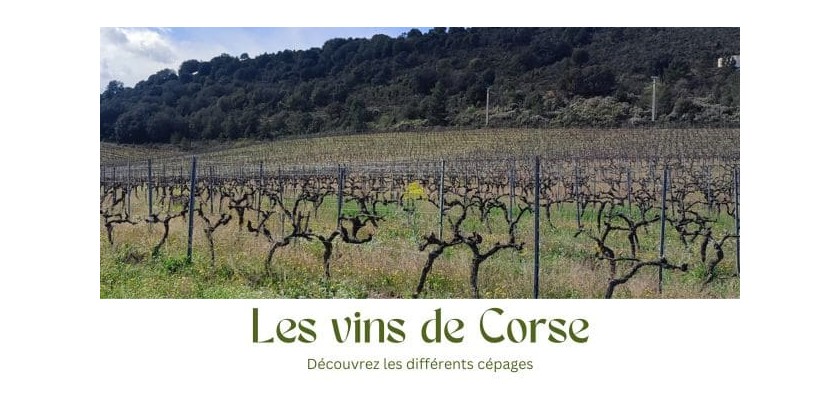 Le saviez-vous... Voici quelques cépages en Corse