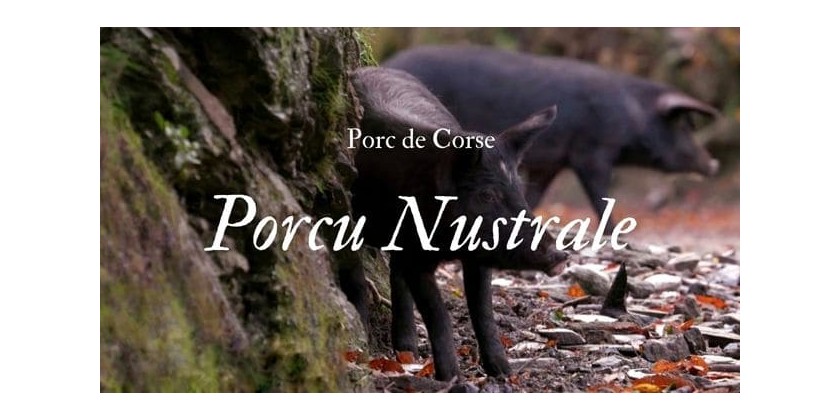 Le saviez-vous... U Porcu Nustrale ou Porc de Corse