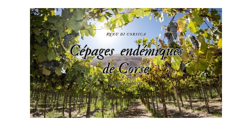 Le saviez-vous... Cépages autochtones en Corse