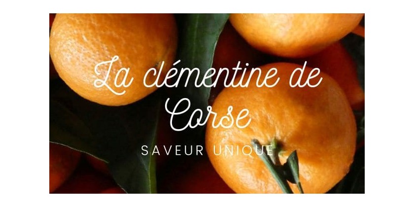 Le saviez-vous... La clémentine de Corse