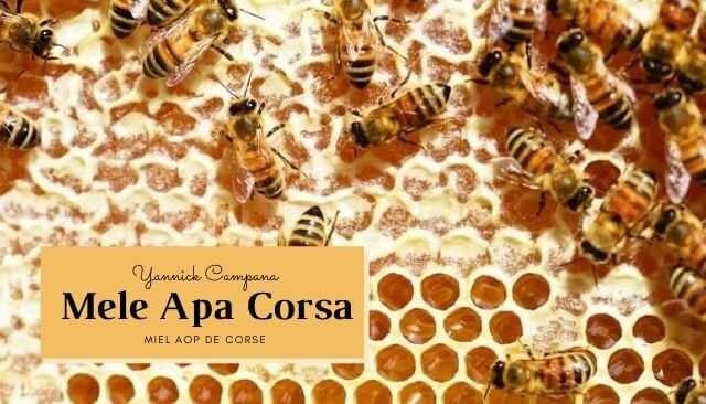 À la découverte de nos artisans... Yannick Campana, apiculteur passionné de Corse