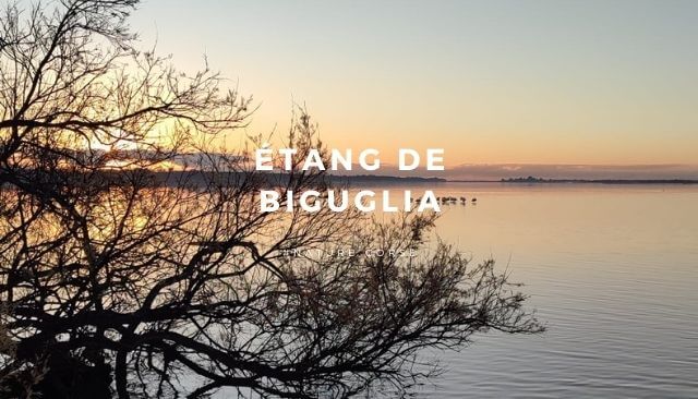 Da scopre... L'étang de Biguglia