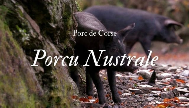 Le saviez-vous... U Porcu Nustrale ou Porc de Corse