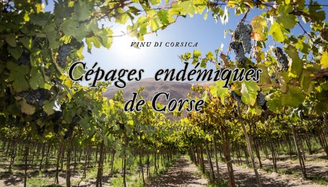 Le saviez-vous... Cépages autochtones en Corse